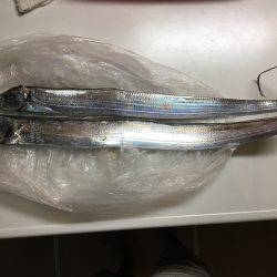 日本海エギングからの